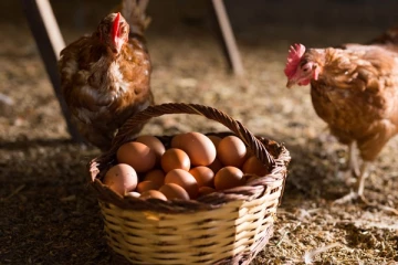 இலங்கையில் பறவை காய்ச்சல் காரணமாக முக்கிய பொருள் இறக்குமதிக்கு தடை