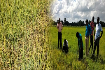 கிளிநொச்சியில் தொடரும் மழையினால் பாதிக்கப்பட்ட நெற்செய்கை