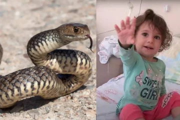 என்னையா கடிக்கிற? பாம்பை பழிக்கு பழி வாங்கிய குழந்தை! துருக்கியில் நடந்த அதிர்ச்சி சம்பவம்
