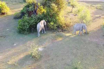 இலங்கையில் சுற்றித்திரியும் வெள்ளை யானை ஜோடி ; படையெடுக்கும் சுற்றுலா பயணிகள்