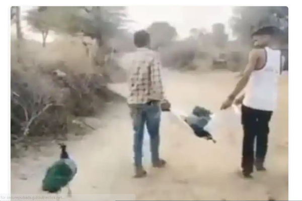 “போகாதே..போகாதே..நீ பிரிந்தால் நான் இறப்பேன்” - மரணத்தை தாங்கமுடியாமல் மயில் செய்த காரியம் - தமிழ்நாடு