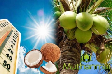 நாட்டில் ஏற்பட்டுள்ள தேங்காய் தட்டுப்பாடு : வெளியான காரணம்