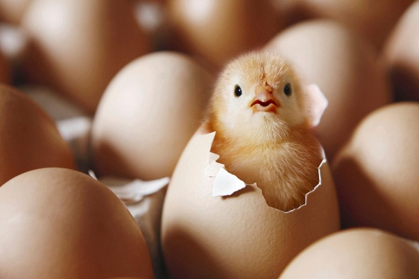 முட்டை- கோழி  பிரியர்களுக்கு கவலையளிக்கும் செய்தி! | Worrying News For Egg Chicken Lovers