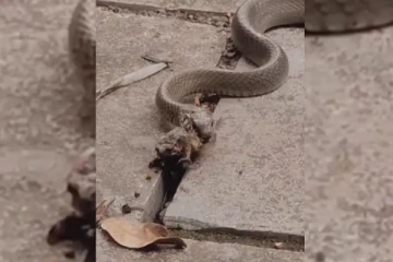 பொந்துக்குள் தலையை விட்டு தவளையை பதம் பார்த்த கொடிய பாம்பு! திக் திக் விடியோ காட்சி..