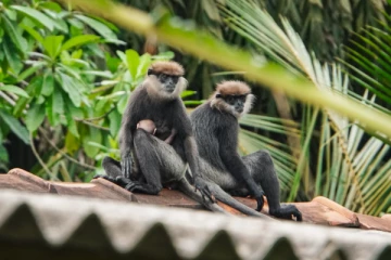 மட்டக்களப்பில் குரங்குகள் கடித்து குதறியதில் 6 பெண்கள் படுகாயம்; அச்சத்தில் மக்கள்