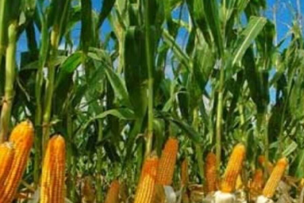 விவசாய அமைச்சின் அறிவிப்பு | Notification Of Ministry Of Agriculture