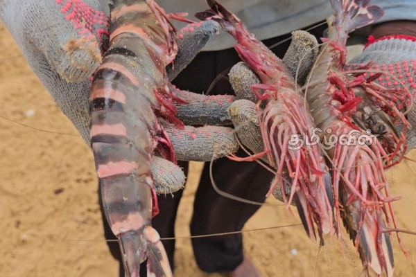 இந்திய இழுவைப்படகுகளால் அழிக்கப்படும் இறால் வளம்! | Shrimp Resources Being Destroyed Indian Trawlers இந்திய இழுவைப்படகுகளால் அழிக்கப்படும் இறால் வளம்! | Shrimp Resources Being Destroyed Indian Trawlers