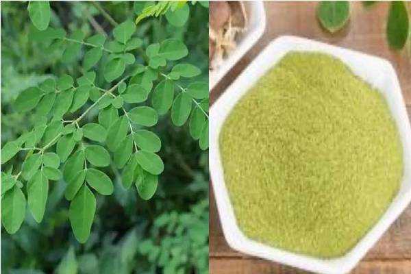 Moringa Tea: முருங்கை தேனீருக்கு இவ்ளோ பவரா? இனியும் தவிர்க்காதீங்க | Amazing Health Benefits Of Murungai Tea