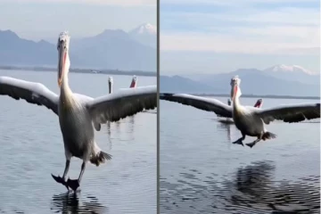 விமானம் போல் தண்ணீரில் இறங்கும் பறவை... வியப்பூட்டும் காட்சி!