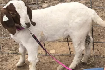 சிறுமி செல்லமாக வளர்த்த ஆடு; இறப்புக்கு ரூ.2 கோடி இழப்பீடு - என்ன நடந்தது?