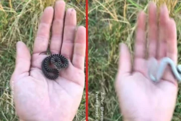 அசுர வேகத்தில் தாக்கும் Egg Eater பாம்பு ! பதறவைக்கும் வைரல் காணொளி