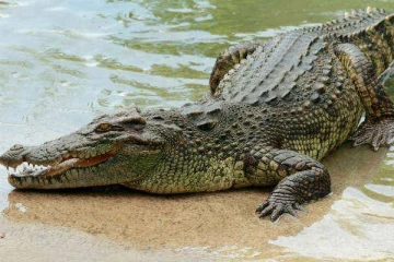 தமிழர் பகுதி ஒன்றில் வாவியில் கரை ஒதுங்கிய இராட்சத முதலை ; பெருமளவில் திரண்ட மக்கள்