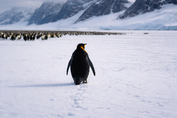 தனியாக பயணித்த பென்குயின்! விஞ்ஞானிகள் கூறும் காரணம் என்ன? | Encounters At The End Of The World Penguin Viral தனியாக பயணித்த பென்குயின்! விஞ்ஞானிகள் கூறும் காரணம் என்ன? | Encounters At The End Of The World Penguin Viral