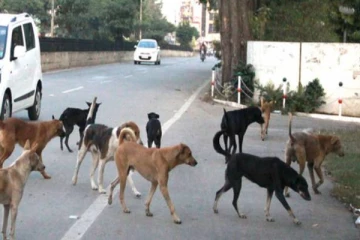 யாழில் உள்ள வளர்ப்பு நாய்கள் தொடர்பில் வெளியான முக்கிய அறிவிப்பு!