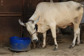 பசுவைக் கொன்று வயிற்றில் இருந்த கன்றுக்குட்டியை வீசிய நால்வர்!