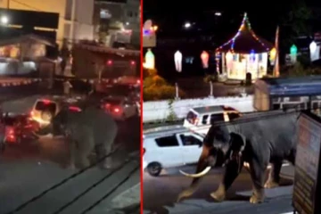 வெசாக் பெரஹராவில் குழம்பிய காட்டு யானை ; படுகாயங்களுடன் ஒருவர் வைத்தியசாலையில்