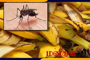 நுளம்புகளை விரட்டியடிக்கும் வாழைப்பழத்தோல்- பயன்படுத்துவது எப்படி?