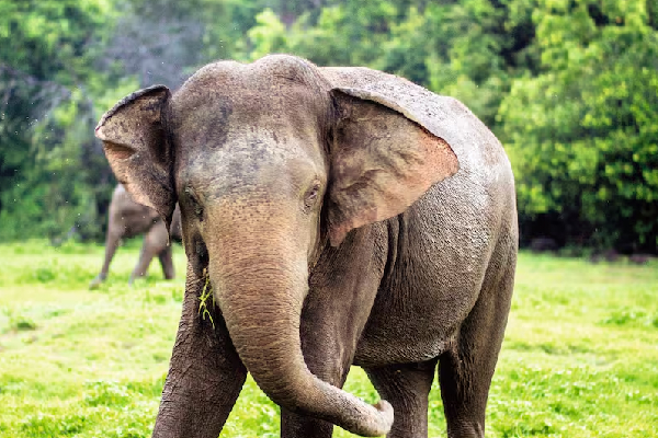 மின்சார வேலியில் சிக்கி காட்டு யானை உயிரிழப்பு | Elephant Dies After Getting Caught Electric Fence மின்சார வேலியில் சிக்கி காட்டு யானை உயிரிழப்பு | Elephant Dies After Getting Caught Electric Fence