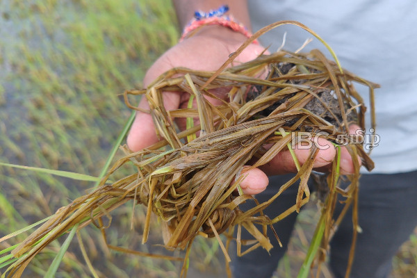 வெள்ளத்தில் மூழ்கிய நெல் வயல்கள் : விவசாயிகளின் வாழ்வாதாரம் கேள்விக்குறி! | Flooded Paddy Fields In Vavuniya Lost To Farmers வெள்ளத்தில் மூழ்கிய நெல் வயல்கள் : விவசாயிகளின் வாழ்வாதாரம் கேள்விக்குறி! | Flooded Paddy Fields In Vavuniya Lost To Farmers