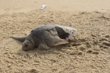 மட்டக்களப்பில் கரையொதுங்கியுள்ள இராட்சத ஆமை (photo)