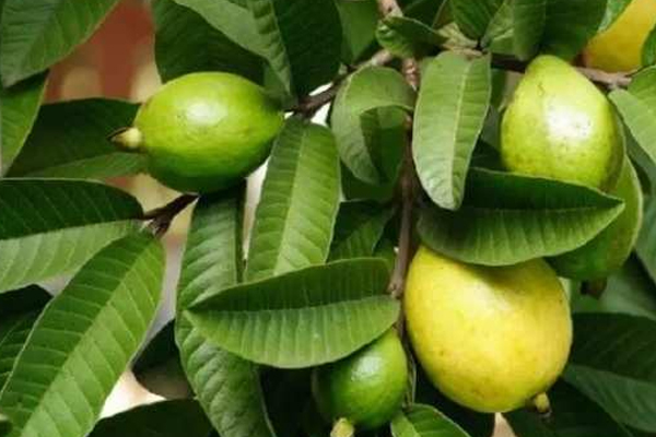 கொய்யா இலையால் இந்த நோயை தீர்க்கலாமா! | Guava Leaves Can Cure This Disease