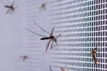 ඩෙංගු මදුරුවන් මර්දනයට වෙනමම ක්‍රමවේදයක අවශ්‍යතාවයක්..?