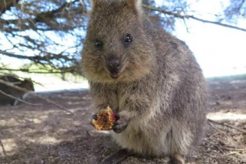 உயிரியல் பூங்கா ஒன்றில் மர்மமான முறையில் உயிரிழந்த கங்காரு இனம்!