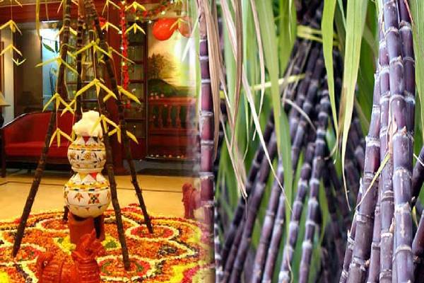 ஒரு துண்டு கரும்பால் உடலுக்கு கிடைக்கும் நன்மைகள் எவையென தெரியுமா? | Piece Of Sugarcane Surprising Facts Transform Body