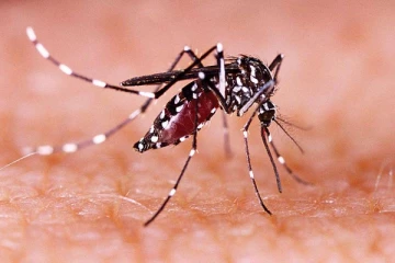 கர்ப்பிணி பெண் உள்பட 15 பேருக்கு ஜிகா வைரஸ்!