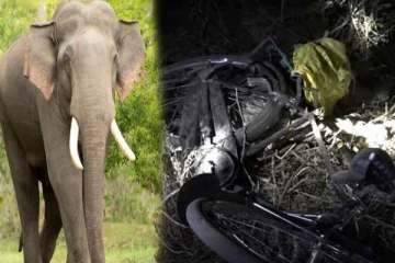 மட்டக்களப்பில் யானை தாக்கி குடும்பஸ்தர் ஒருவர் பலி