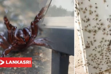 உலகிலே அதிக விஷத் தன்மை கொண்ட இனம் இது! வீட்டுக்குள்ள விட்ராதீங்க: மக்களுக்கு விடுக்கப்பட்ட பெரும் எச்சரிக்கை