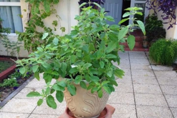 மருத்துவ குணம் ஏராளம் கொண்ட துளசி! யாரெல்லாம் சாப்பிடக்கூடாது தெரியுமா?