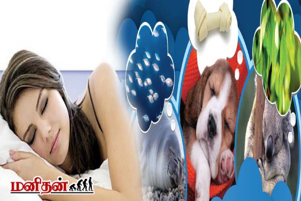 scientific facts: விலங்குகளுக்கும் கனவு தோன்றுமா? பலரும் அறியாத விடயம் | Which Animals Dream Like Humans