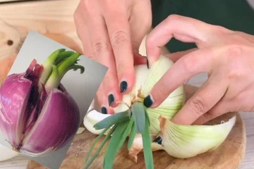 முளைவிட்ட வெங்காயம் சாப்பிடலாமா; ஆபத்தானதா! அறிவோம்