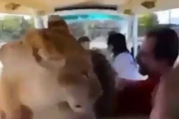 ஆவேசமாக பாய்ந்த சிங்கத்தை கட்டி அணைத்து விளையாடிய சுற்றுலா பயணிகள்