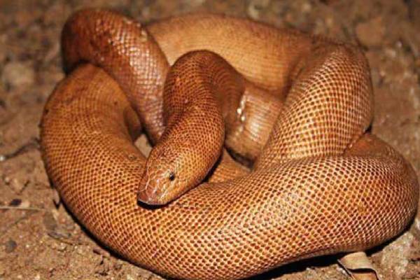 கோடிக்கணக்கில் விலை போகும் மண்ணுளிப்பாம்பு - இது உண்மை தானா? | Red Sand Boa Snake Fact Is It True
