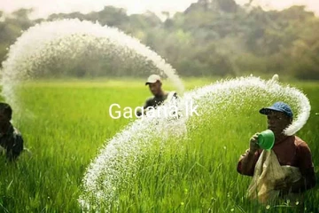 මහ කන්නයේ ගොවීගේ බලාපොරොත්තු පොහොර නැතිව බොඳවී යයි..ගොවීන් 50%කට සිදුවූ දේ මෙන්න..