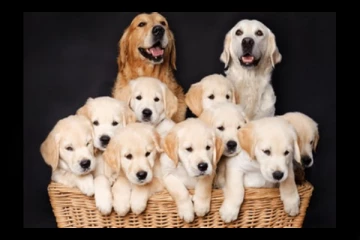 நாய்கள் எதை அதிகம் விரும்புகின்றது தெரியுமா? கட்டாயம் தெரிஞ்சுக்கோங்க