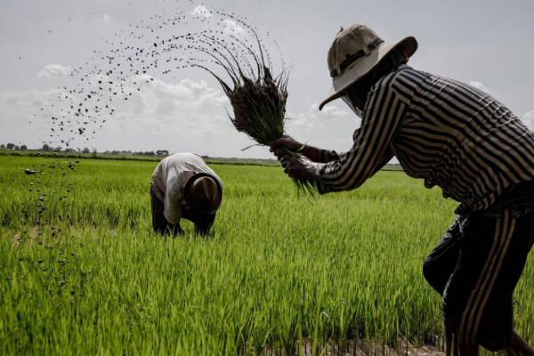 விவசாயிகளுக்கு சென்றடைந்த பெருந்தொகை பணம் | 1484 Million Rupees Paid To Farmers