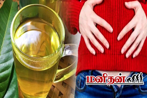 வாரத்திற்கு இரண்டு தடவை குடிங்க.. வயிறு பிரச்சினைகள் தீரும்! | Benefits Of Drinking Mango Leaves Tea