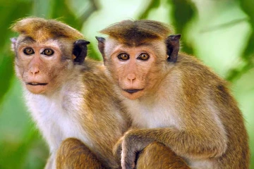 இலங்கை குரங்குகளை சீனாவில் கோருவது யார்..! இன்று அமைச்சர் வெளியிட்டுள்ள தகவல்