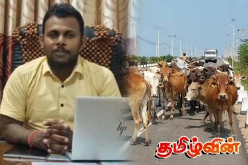 கிளிநொச்சியில் கட்டாக்காலி கால்நடைகளை கட்டுப்படுத்தும் விசேட திட்டம் அறிமுகம்