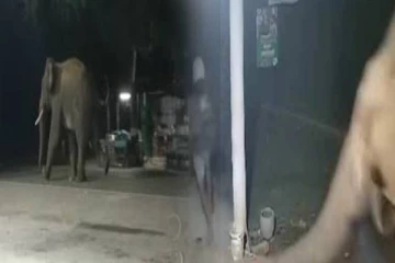 காட்டு யானையிடமிருந்து சமயோஜிதத்தால் நூலையில் உயிர் தப்பிய இளைஞர்