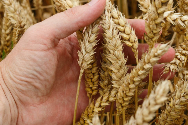 தானிய ஒப்பந்தத்தை ரத்துச் செய்வோம்; ரஷ்யா மிரட்டல்! | We Will Cancel The Grain Agreement Russia Threat