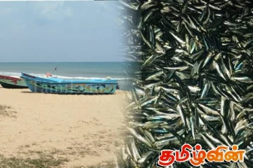 யாழ்.வடமராட்சி கிழக்கில் சட்டவிரோத கடற்றொழிலில் ஈடுபட்டவர்கள் கைது