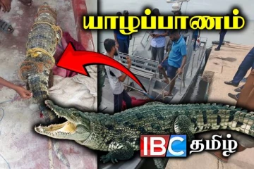 யாழில் உயிருடன் பிடிபட்ட முதலை கிளிநொச்சிக்கு