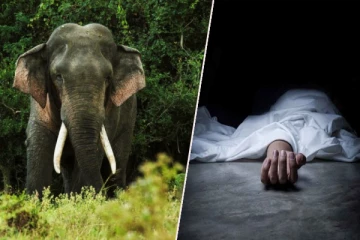 திருகோணமலை - கிண்ணியா பகுதியில் யானை தாக்குதலுக்கு இலக்காகி ஒருவர் உயிரிழப்பு