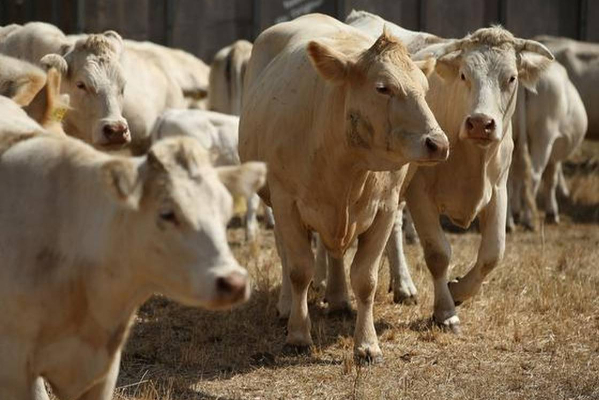 செய்யாத குற்றத்திற்கு சித்ரவதை - மனித உரிமைகள் ஆணையம் அதிரடி உத்தரவு - தமிழ்நாடு