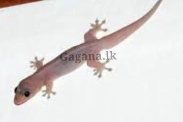 මෙහෙම දෙයක් නම් හීනෙකින්වත් හිතන්න නැතුව ඇති - එකම පවුලේ 06කට හූනෙක් කළ දෙයක්.. මේ ගැනත් නිරන්තර අවදානයෙන් පසුවෙන්න.