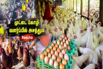 1000 சிவப்பு, 1000 வெள்ளை: முட்டை கோழி வளர்ப்பில் அசத்தும் இலங்கை Reecha